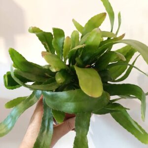 Rhipsalis Red Coral