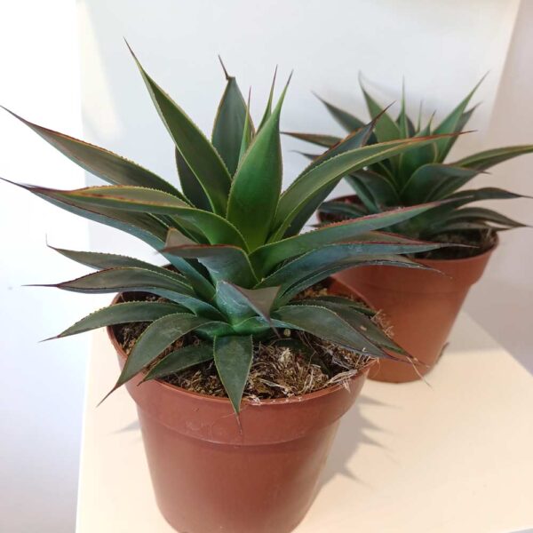 Agave Shaka Koko Agave Shaka Koko