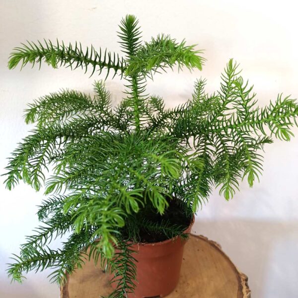 Araucaria heterophylla Araucaria heterophylla
