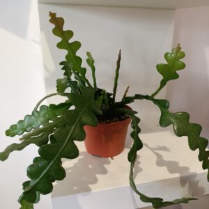 Epiphyllum anguliger -kaktus zygzak