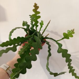 Epiphyllum anguliger -kaktus zygzak