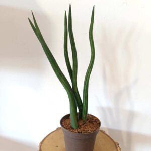 Sansevieria cylindrica