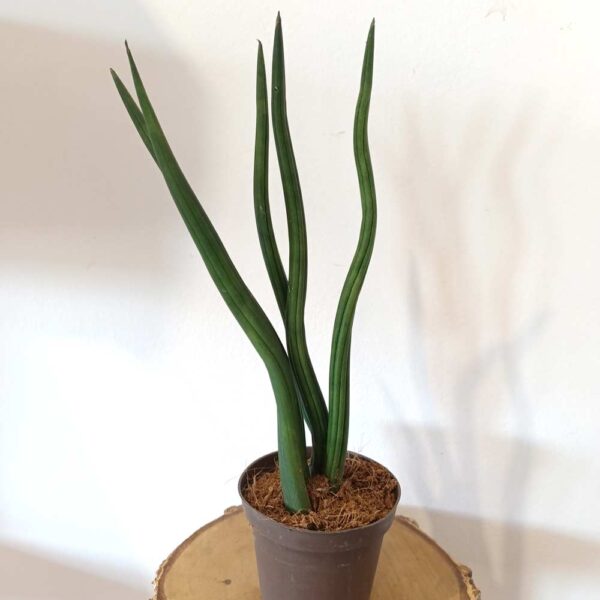 Sansevieria cylindrica