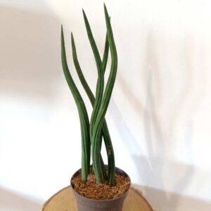 Sansevieria cylindrica