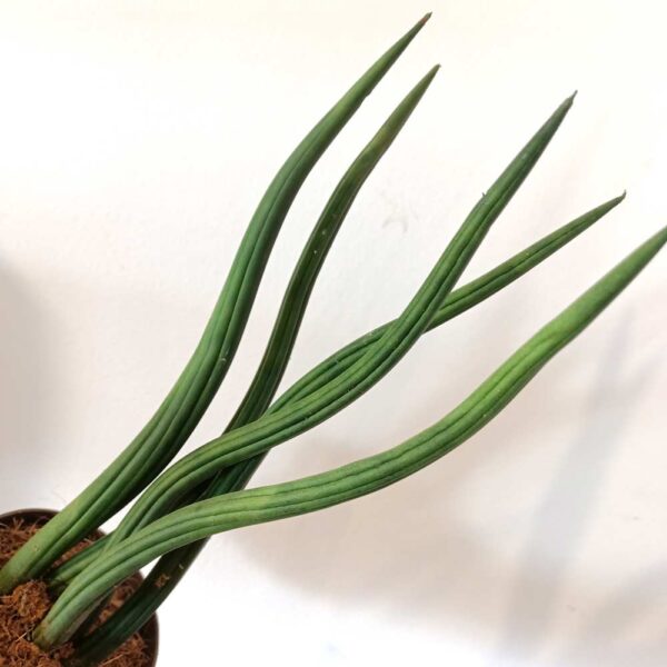 Sansevieria cylindrica Sansevieria cylindrica