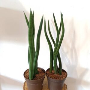 Sansevieria cylindrica
