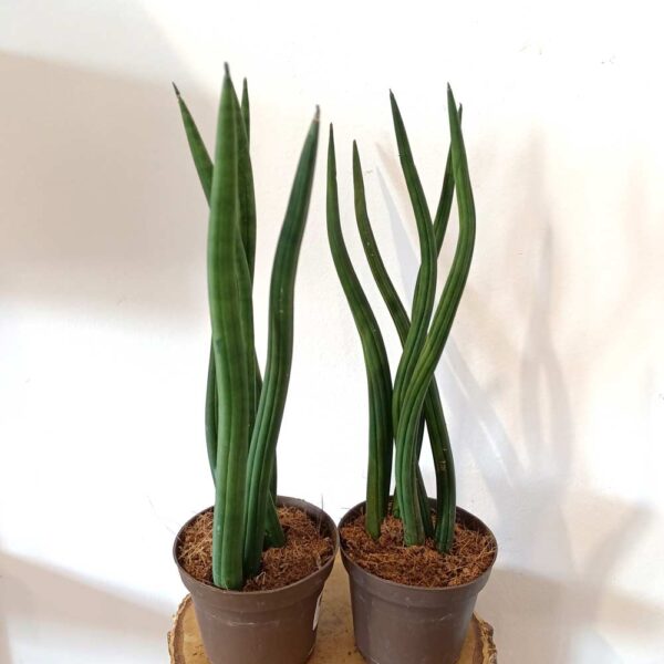 Sansevieria cylindrica