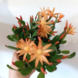 Rhipsalidopsis orange-kaktus wielkanocny