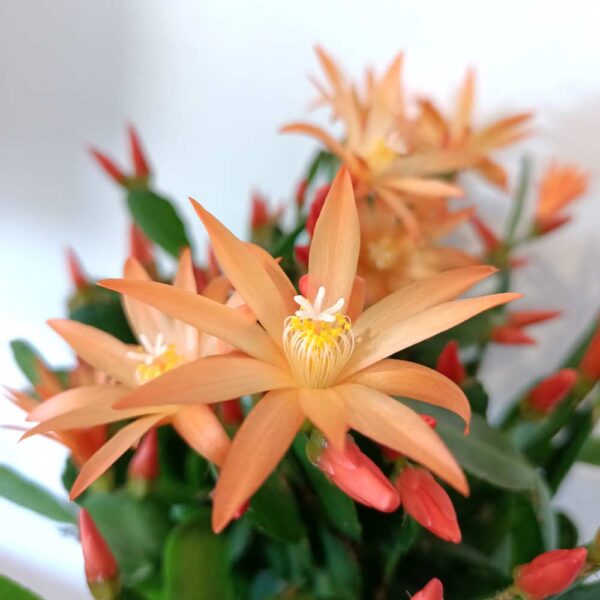 Rhipsalidopsis orange-kaktus wielkanocny Rhipsalidopsis orange-kaktus wielkanocny