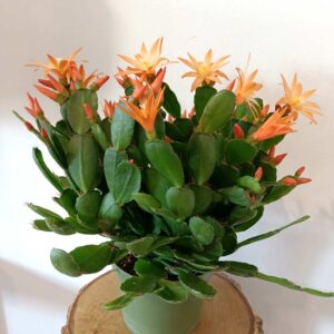 Rhipsalidopsis orange-kaktus wielkanocny