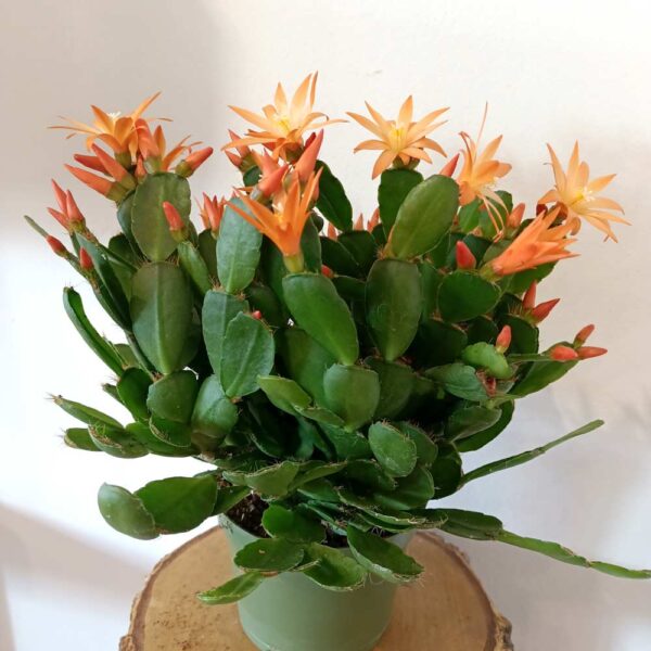 Rhipsalidopsis orange-kaktus wielkanocny