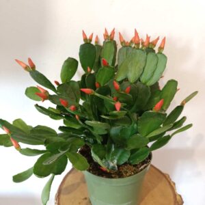 Rhipsalidopsis orange-kaktus wielkanocny