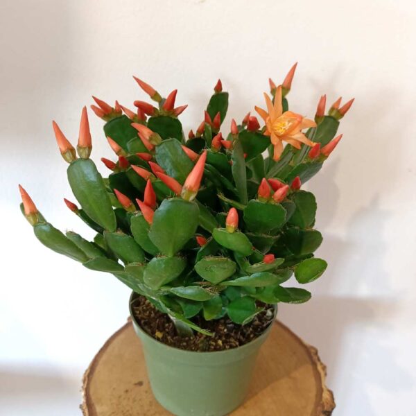 Rhipsalidopsis orange-kaktus wielkanocny