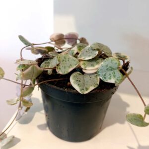 Ceropegia Variegata