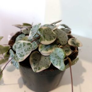 Ceropegia Variegata