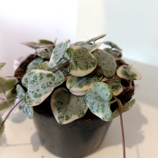 Ceropegia Variegata