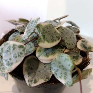 Ceropegia Variegata