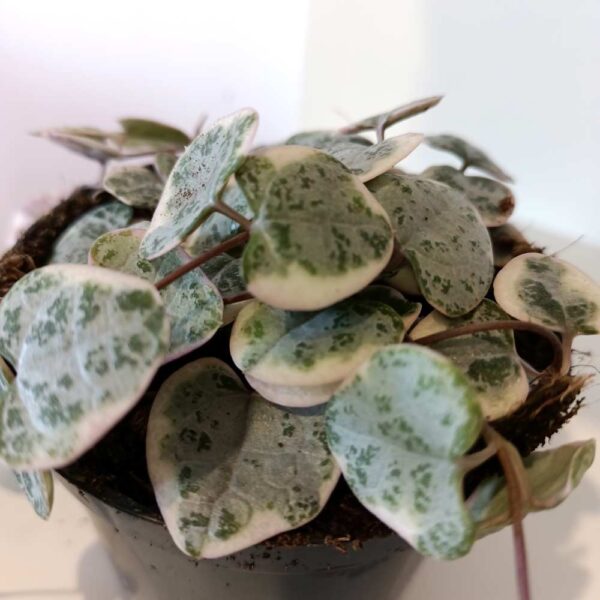 Ceropegia Variegata Ceropegia Variegata