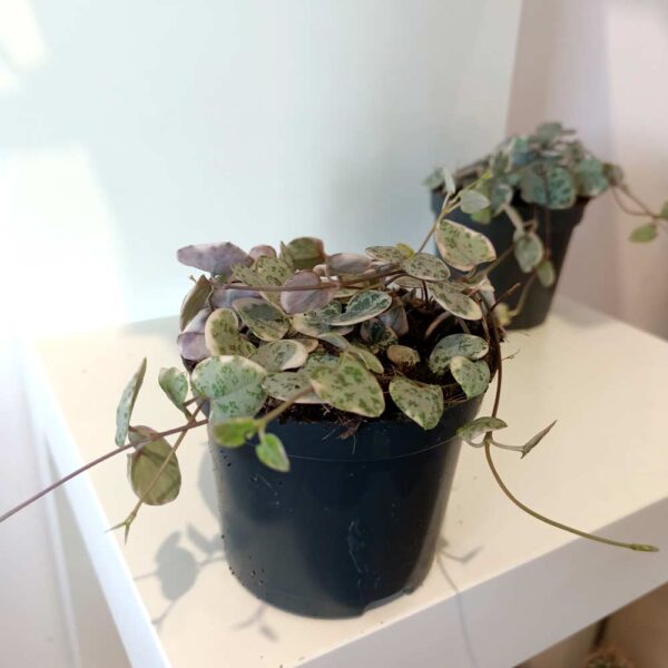 Ceropegia Variegata