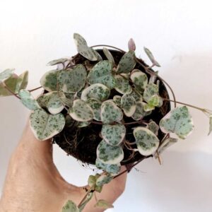 Ceropegia Variegata
