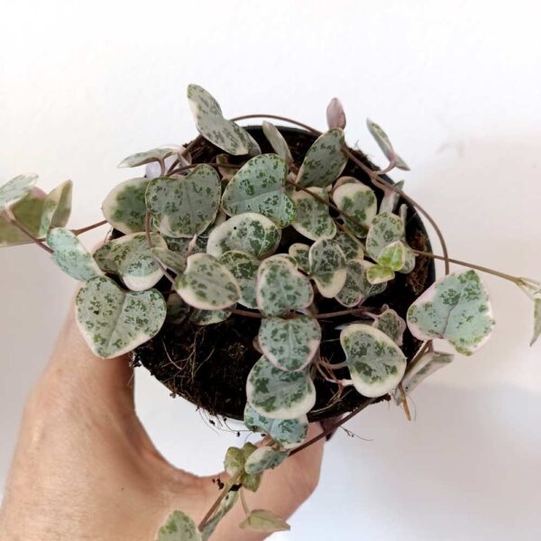 Ceropegia Variegata
