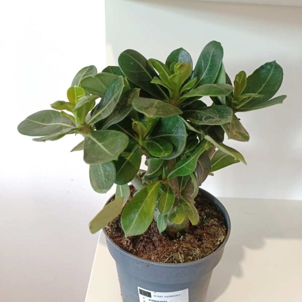 Adenium obesum - Róża Pustyni