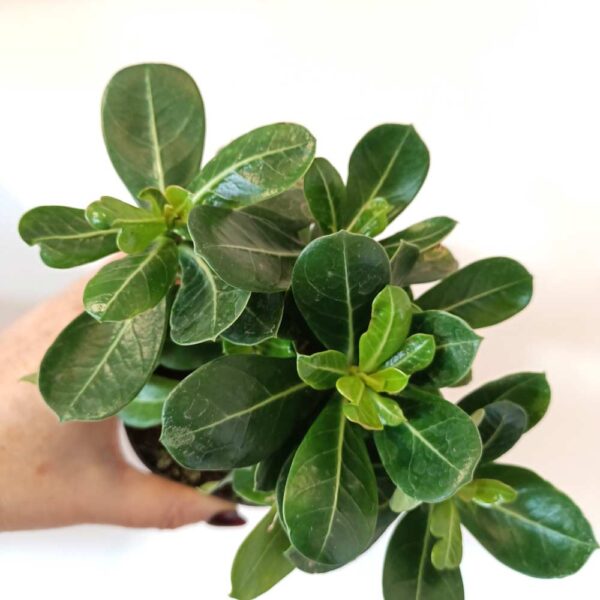Adenium obesum - Róża Pustyni