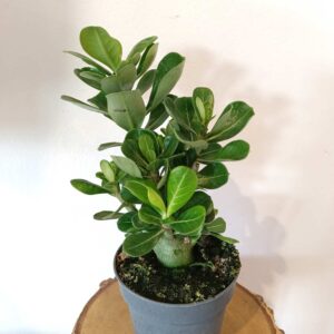 Adenium obesum - Róża Pustyni