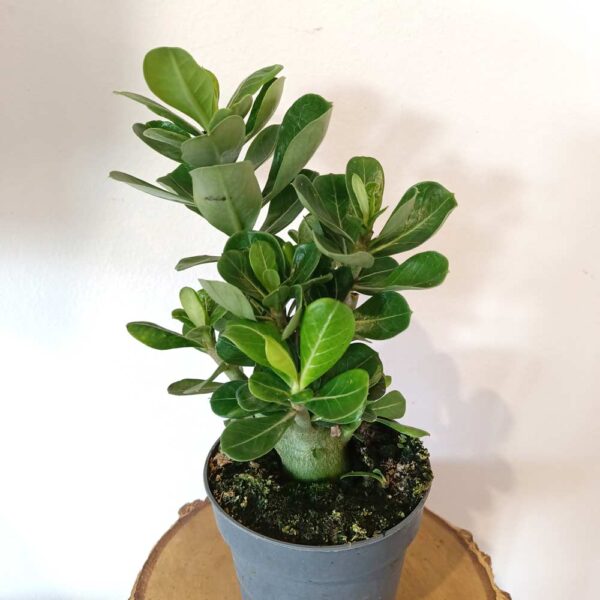 Adenium obesum - Róża Pustyni