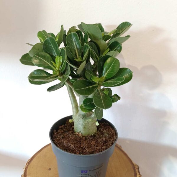Adenium obesum - Róża Pustyni Adenium obesum - Róża Pustyni