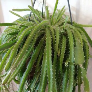 Hylocereus undatus Dragon Fruit