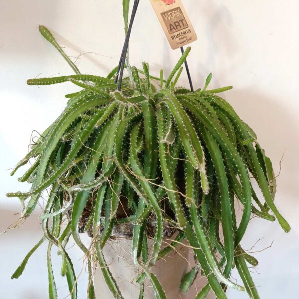 Hylocereus undatus Dragon Fruit