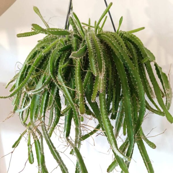 Hylocereus undatus Dragon Fruit