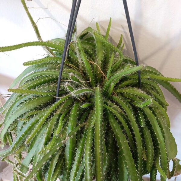 Hylocereus undatus Dragon Fruit Hylocereus undatus Dragon Fruit