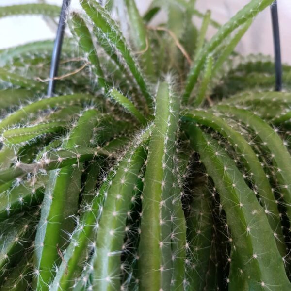 Hylocereus undatus Dragon Fruit