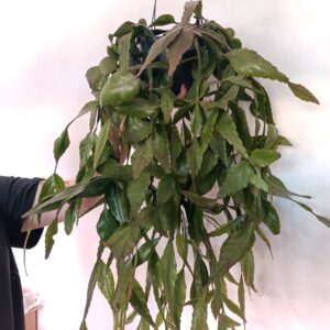 Rhipsalis Elliptica-patyczak