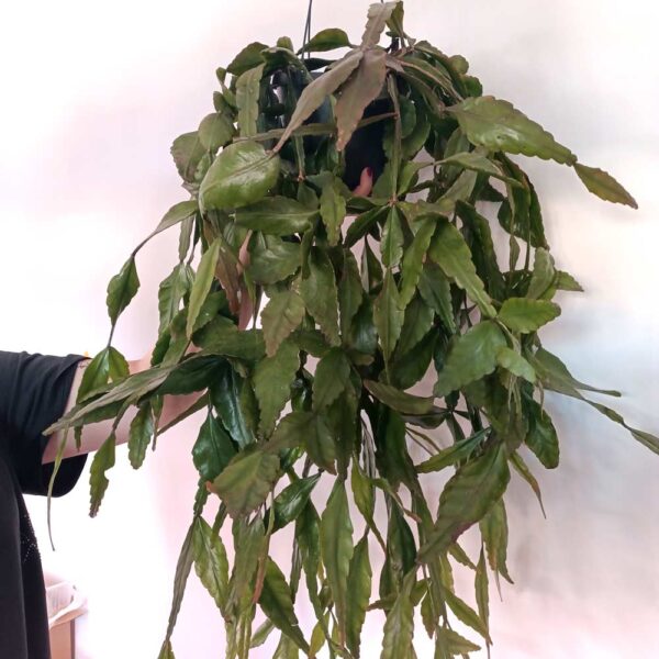 Rhipsalis Elliptica-patyczak