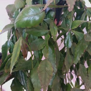 Rhipsalis Elliptica-patyczak