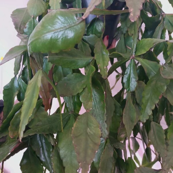 Rhipsalis Elliptica-patyczak