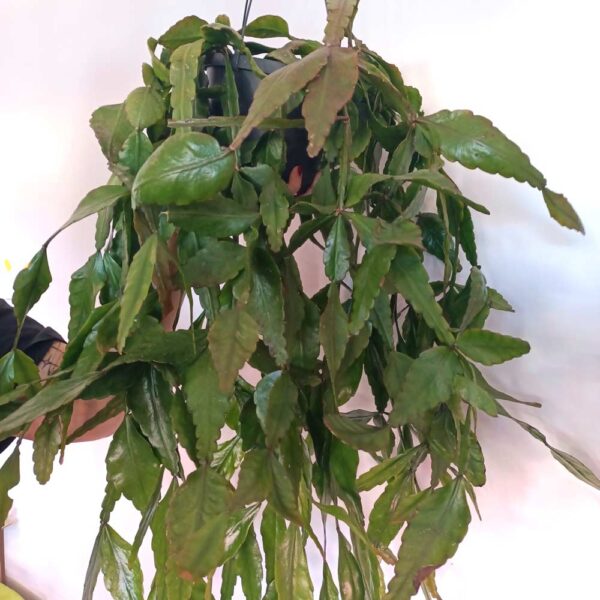 Rhipsalis Elliptica-patyczak Rhipsalis Elliptica-patyczak