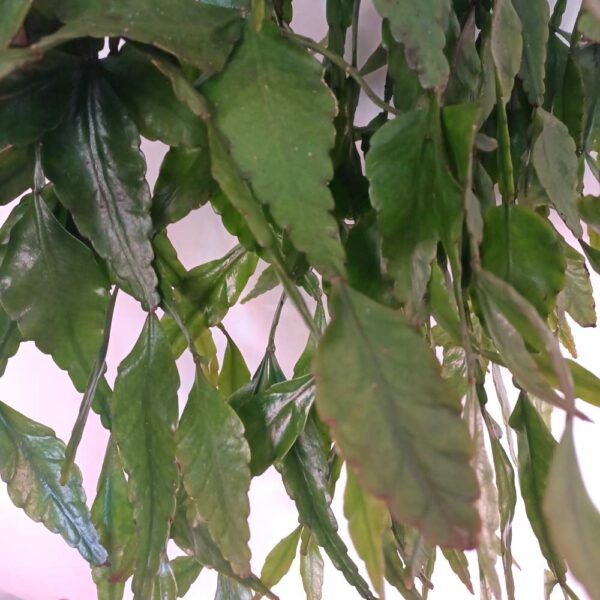Rhipsalis Elliptica-patyczak