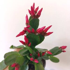 Rhipsalidopsis Red-kaktus wielkanocny