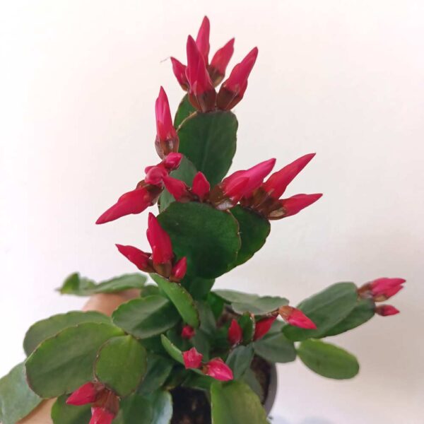 Rhipsalidopsis Red-kaktus wielkanocny