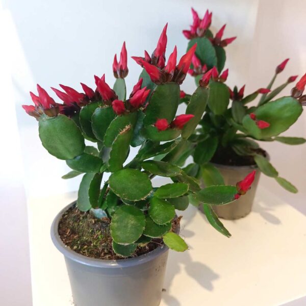 Rhipsalidopsis Red-kaktus wielkanocny