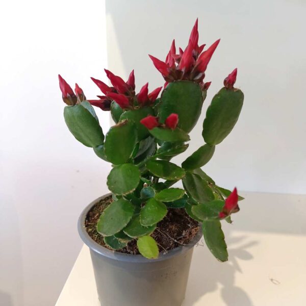 Rhipsalidopsis Red-kaktus wielkanocny