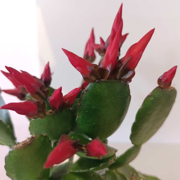Rhipsalidopsis Red-kaktus wielkanocny
