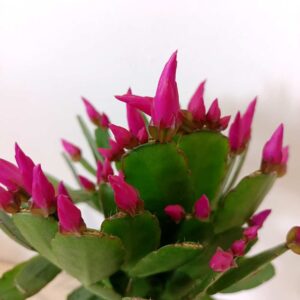 Rhipsalidopsis Fuksja-kaktus wielkanocny