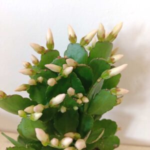 Rhipsalidopsis Biały-kaktus wielkanocny