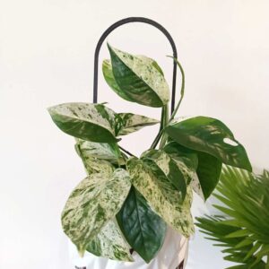 Epipremnum pinnatum Albo Variegata