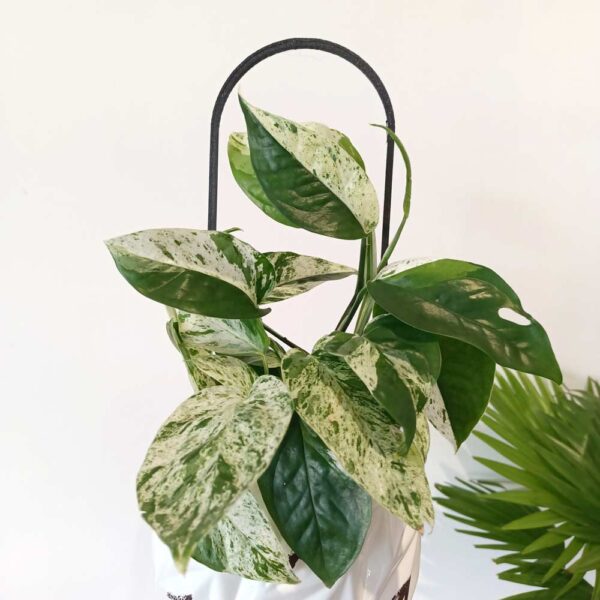 Epipremnum pinnatum Albo Variegata Epipremnum pinnatum Albo Variegata